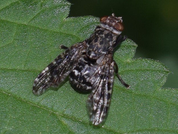 Platystoma lugubre (Platystomidae)